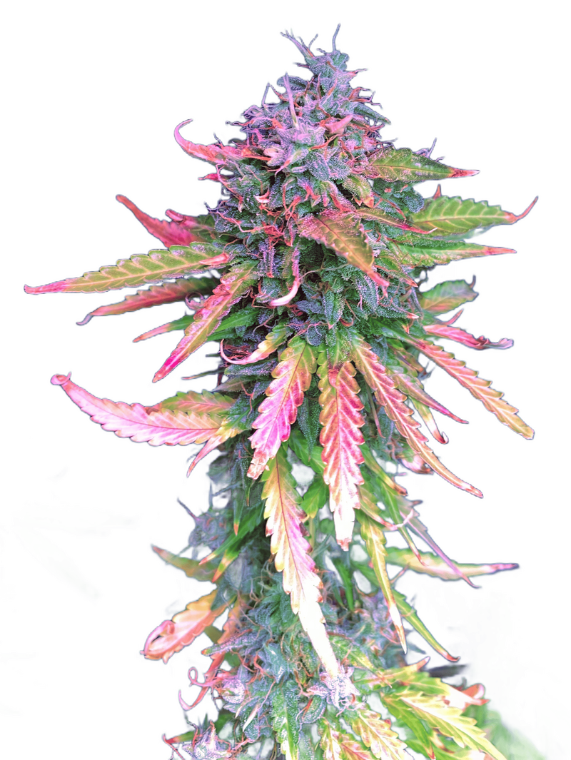 Brain Swirl genetics, Фасовка: 5+2